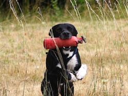 Hundesport - Dummysport